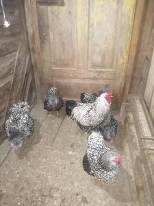  - Wyandotte argintiu negru bordurat 2022 matcă