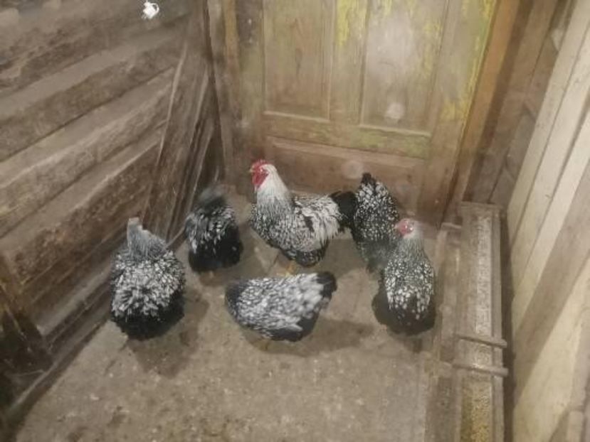  - Wyandotte argintiu negru bordurat 2022 matcă