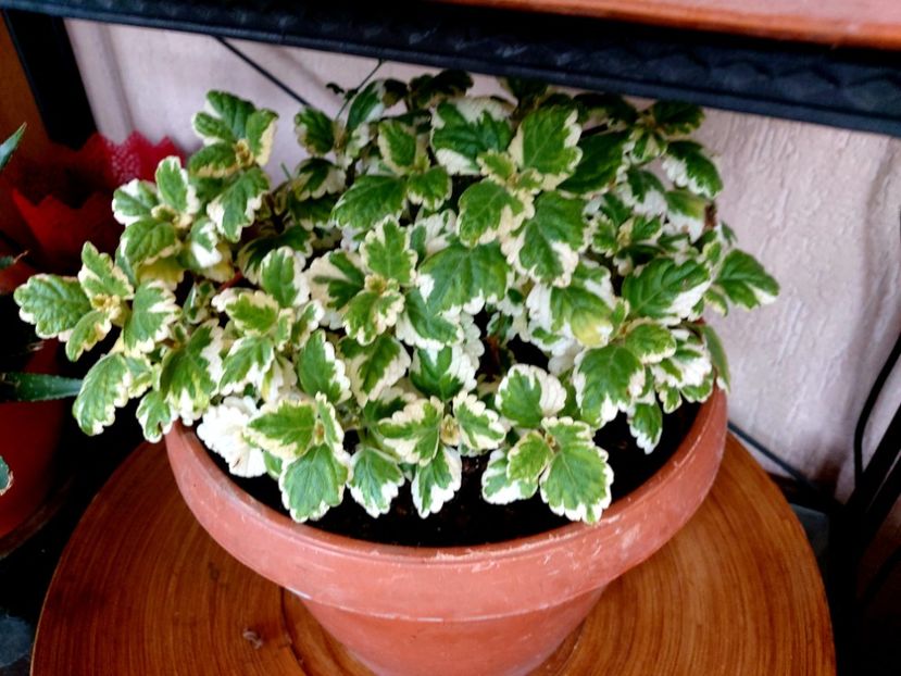  - Martie - aprilie 2022