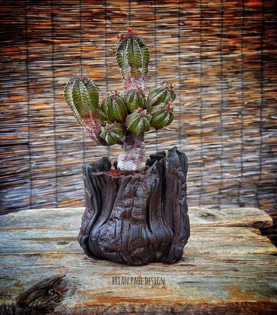 Euphorbia hb. - Vase - aranjamente - accesorii