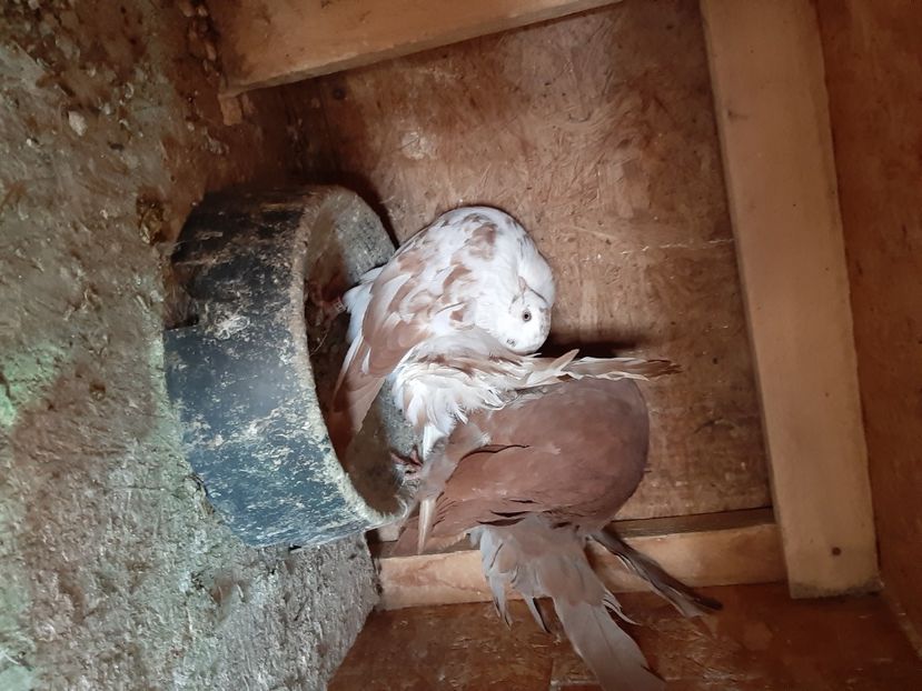  - Voltati matca 2022