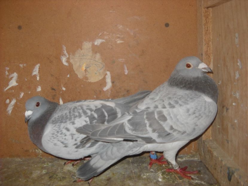  - UNDEVA IN SUCEAVA arhiva