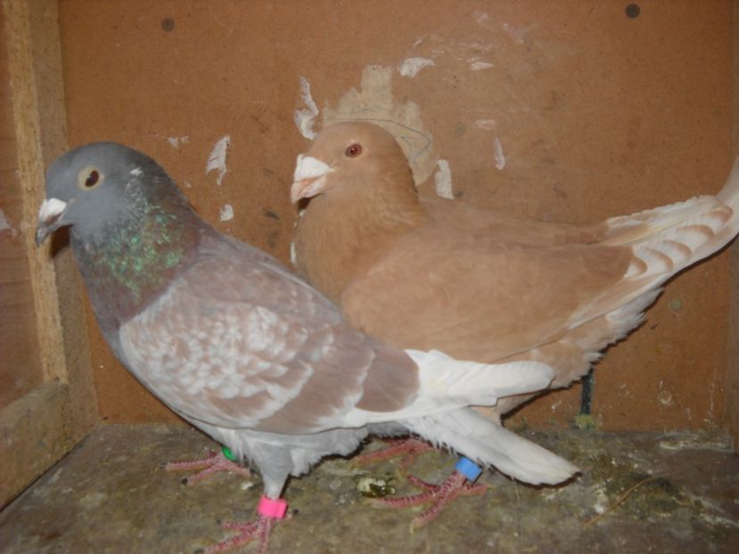  - UNDEVA IN SUCEAVA arhiva