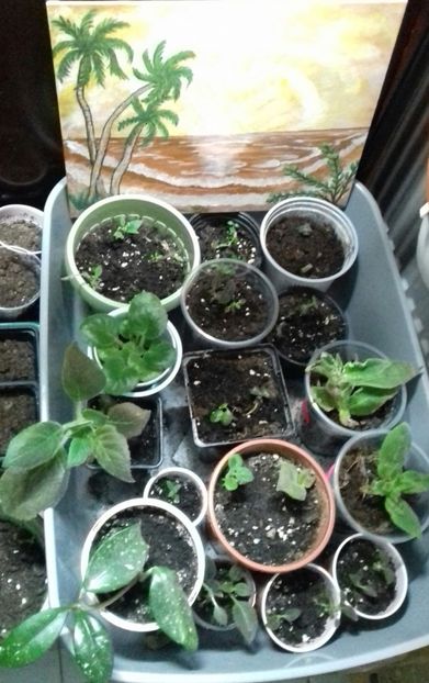 Imi luminezi floricelele! ❤ - A mea frumoasă Natalia