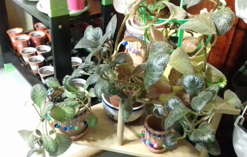 Comorile mele! - Episcia