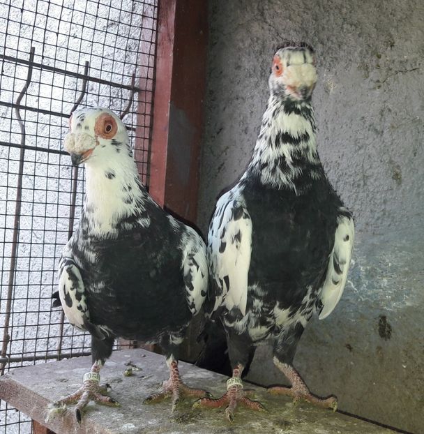 FM 2021 - Carunculați 2021