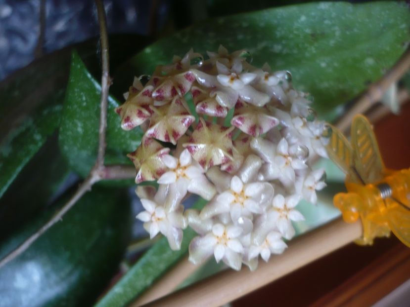 P1510405 - HOYA 2022-1