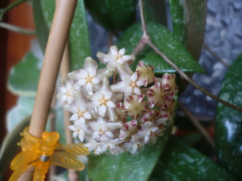 P1510406 - HOYA 2022-1