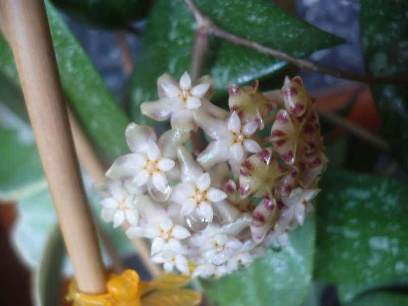 P1510408 - HOYA 2022-1