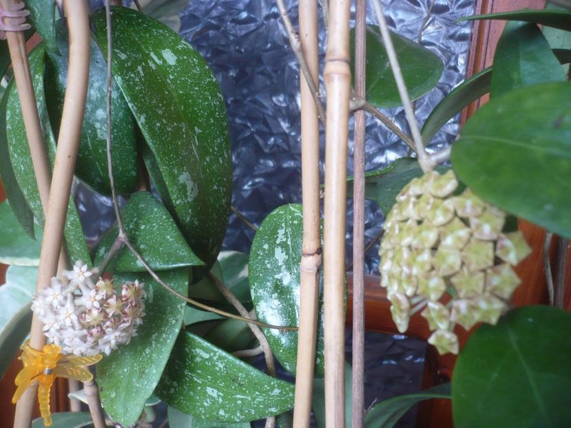 P1510409 - HOYA 2022-1