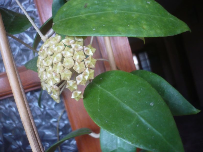 P1510410 - HOYA 2022-1