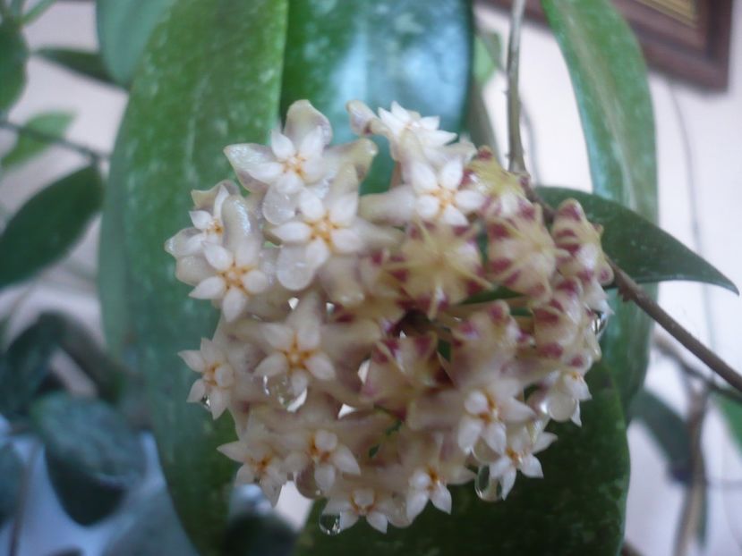 P1510413 - HOYA 2022-1