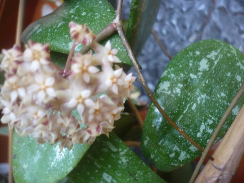 P1510421 - HOYA 2022-1