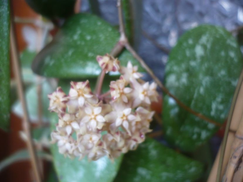 P1510422 - HOYA 2022-1