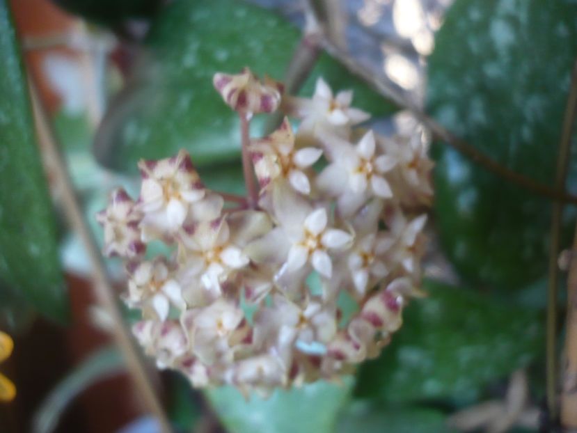 P1510423 - HOYA 2022-1