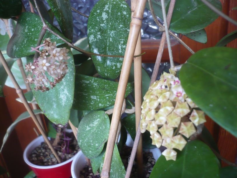 P1510429 - HOYA 2022-1