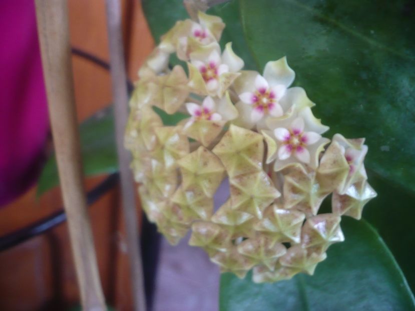 P1510431 - HOYA 2022-1