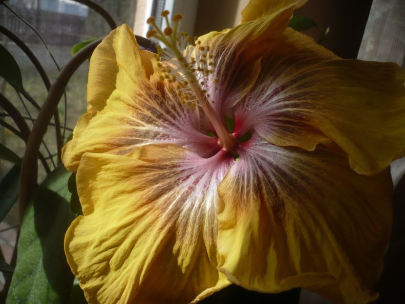 P1510433 - HIBISCUSI 2022-1