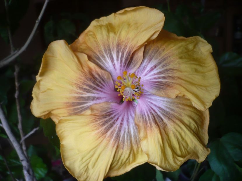 P1510434 - HIBISCUSI 2022-1