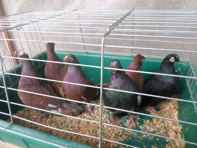  - Jucători de bălți - de vânzare