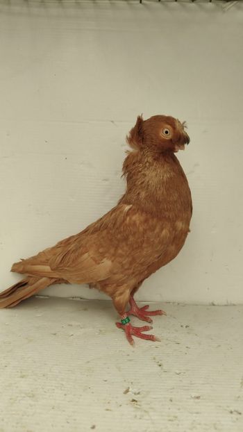 M 2019 - Por bimotati