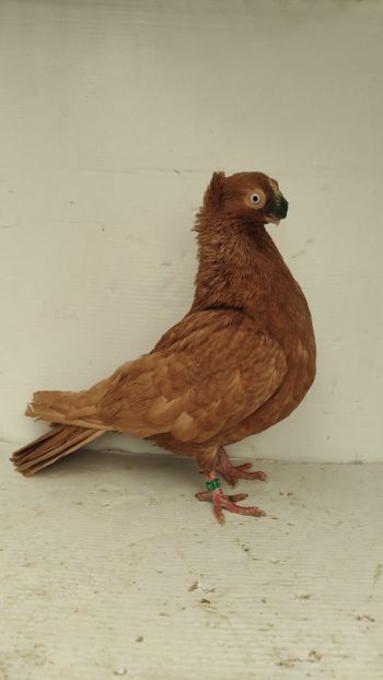 F 2019 - Por bimotati