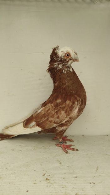 M 2020 - Por bimotati