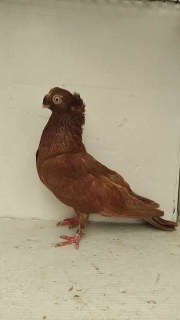 F 2020 - Por bimotati