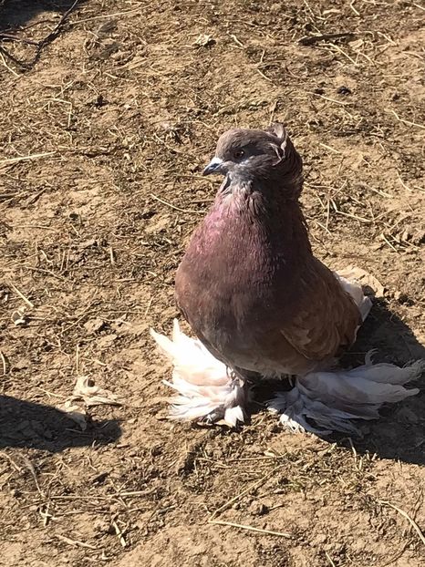 F 2021 - Por uriași maghiari