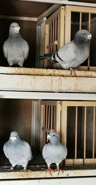 Porumbei standard Albaștri - 2022 Porumbei Voiajori Standard Guți și Albaștri