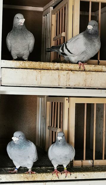 Porumbei standard Albaștri - 2022 Porumbei Voiajori Standard Guți și Albaștri