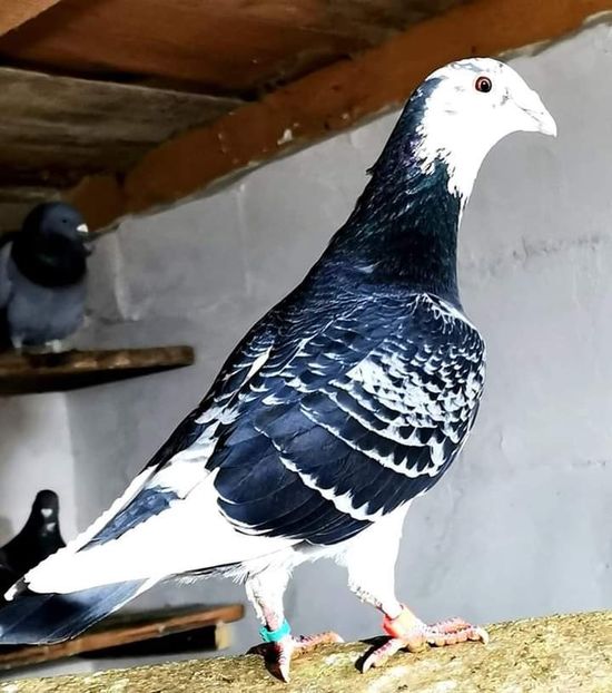  - Nu îmi aparțin 3