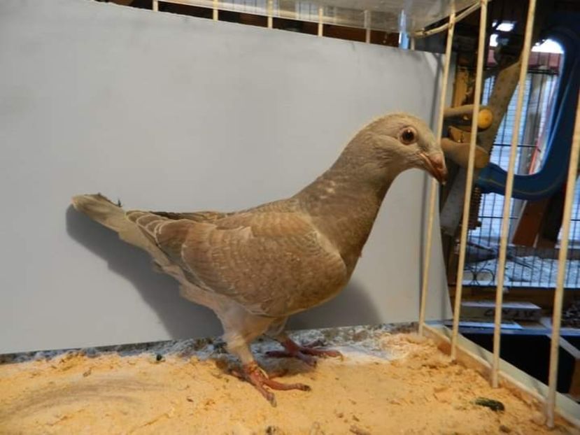  - Nu îmi aparțin 3