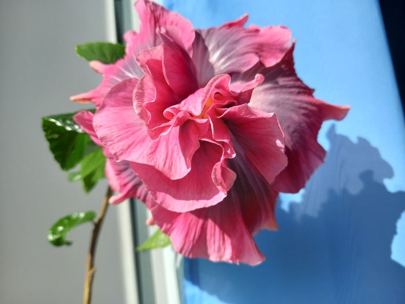 20.03.2022 - Indian Bride