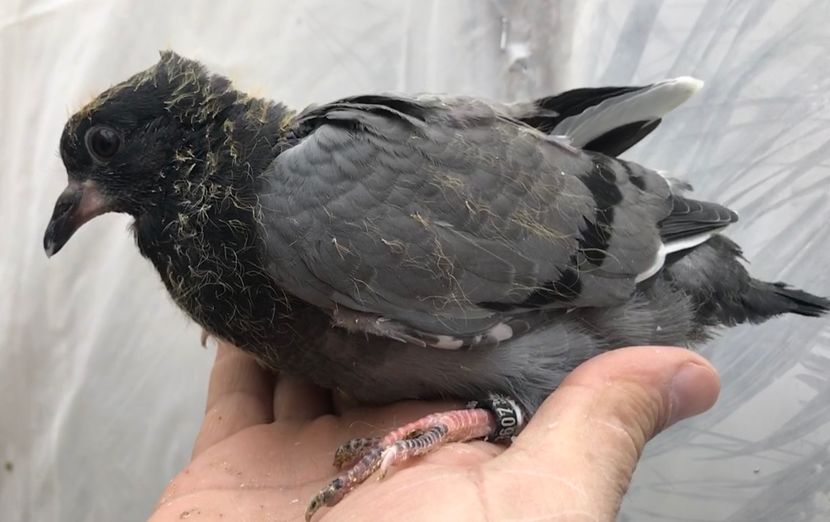 6C644FD2-E5E9-4DA0-8234-DA91FCB62A85 - Pui zb de Beograd 2022