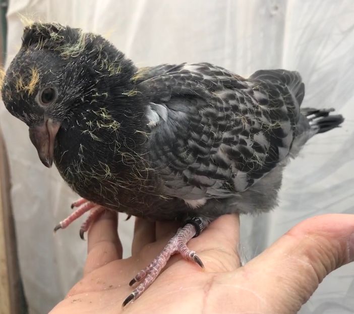 D14431A6-63AC-4994-91C9-674631734364 - Pui zb de Beograd 2022