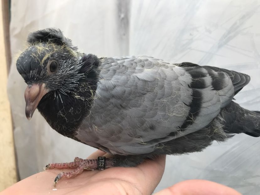 E772A9A3-1948-4407-B696-0EACDDEC9A67 - Pui zb de Beograd 2022