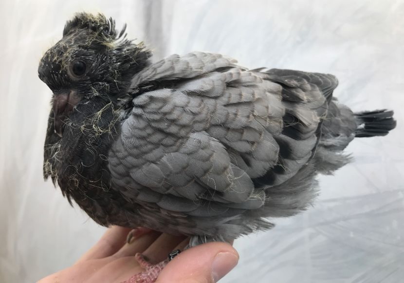 91EC739D-5EDD-4871-9953-0E73CD8C18DE - Pui zb de Beograd 2022