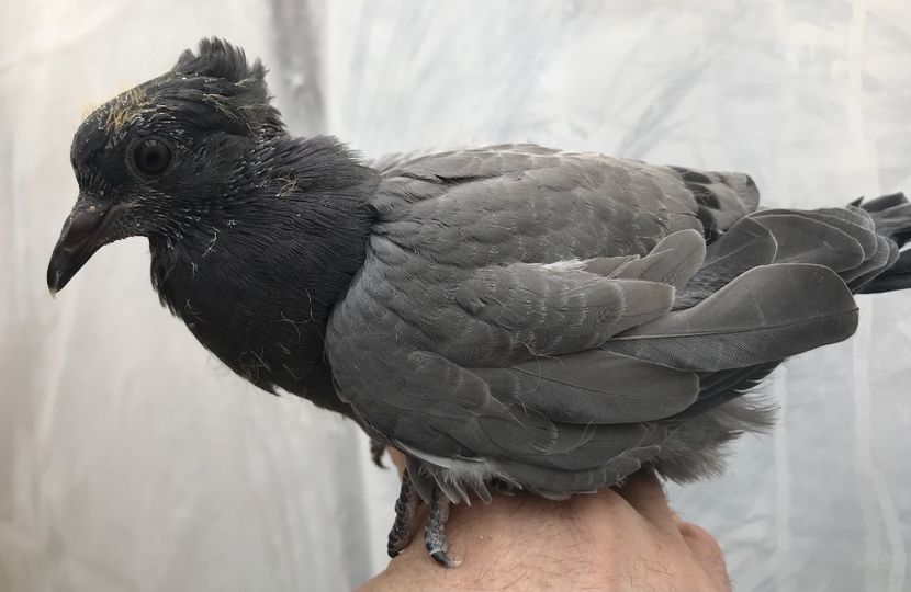 330FA0C1-4AFA-4D2A-B566-A52A029D7D37 - Pui zb de Beograd 2022