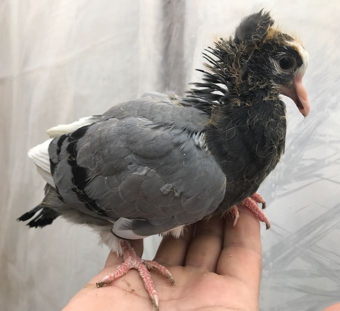 D45CBE4A-0426-4C96-B8FE-AA5E45AF18AE - Pui zb de Beograd 2022