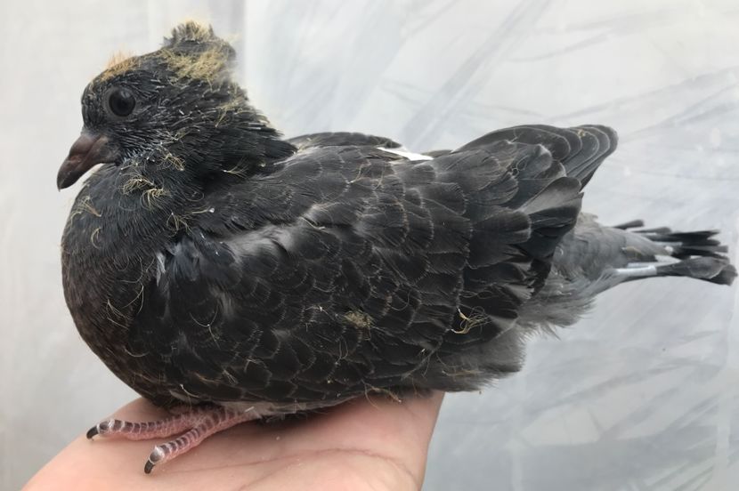 60B69656-A69A-4178-AFB7-9089E7DC63DC - Pui zb de Beograd 2022