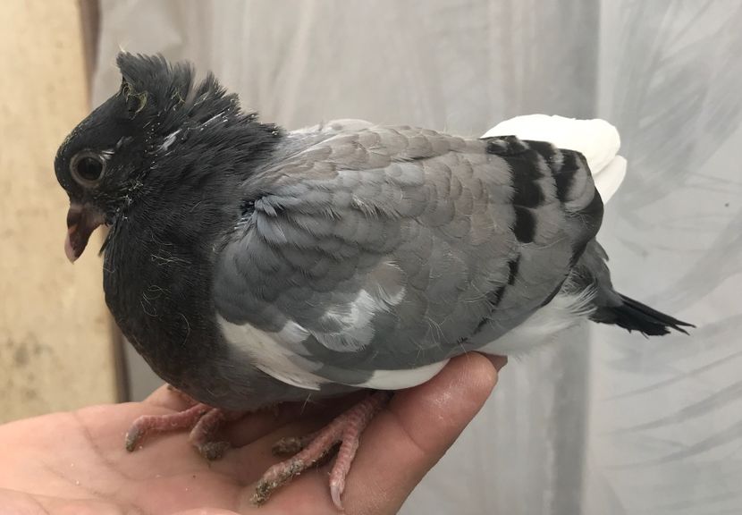 ED27681F-FDC7-4DCB-AE86-3A70930E3022 - Pui zb de Beograd 2022