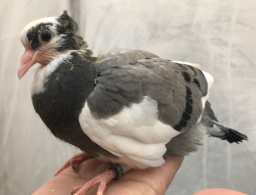 9BF13C99-A451-4E75-AF83-7A48B470C981 - Pui zb de Beograd 2022