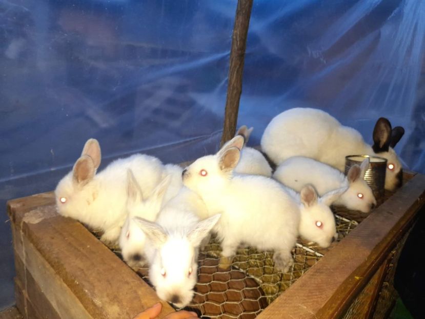 received_933042110916909 - Iepurasii mei 2022