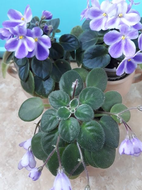 - 1 1 Violete Africane de Colecție