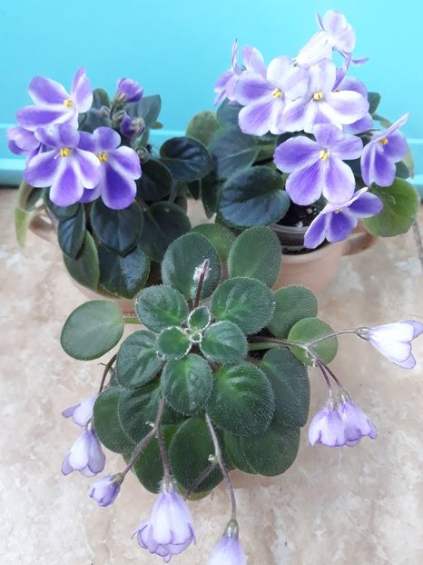  - 1 1 Violete Africane de Colecție