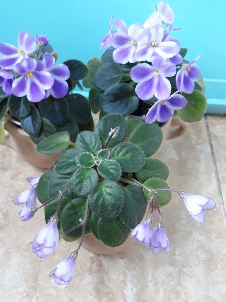  - 1 1 Violete Africane de Colecție