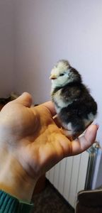 received_904321513565093 - Pui strumski bobat portelan și pitic