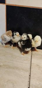 received_506751767836142 - Pui strumski bobat portelan și pitic