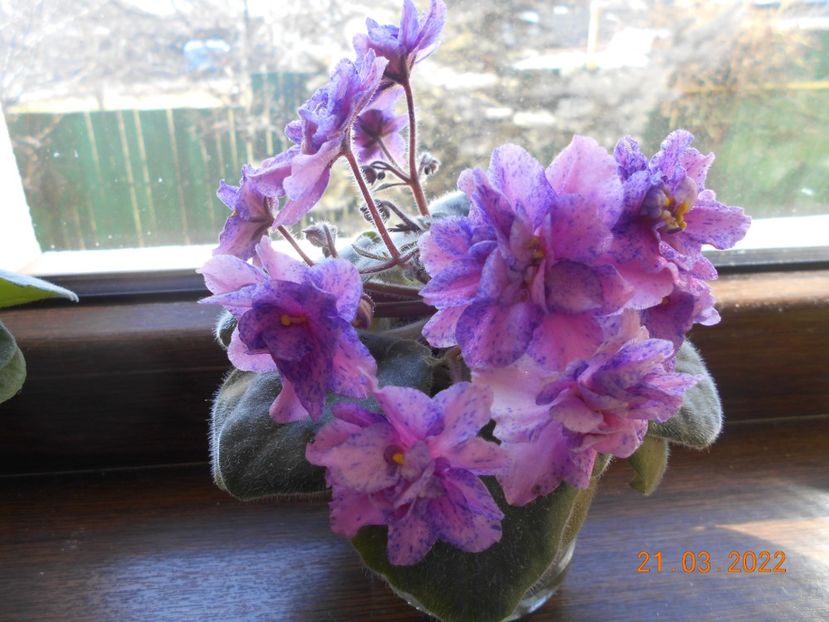  - 1 a Violete